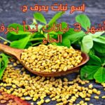 إسم نبات بحرف ح، أشهر 3 نباتات تبدأ بحرف الحاء