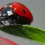 تفسير حلم الخنفساء في المنام لابن سيرين