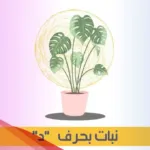 اسم نبات بحرف الدال ومعلومات عن 5 نباتات بحرف الدال