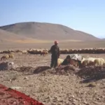 الجعفري وش يرجع معلومات عن أصل وشجرة قبيلة الجعفري