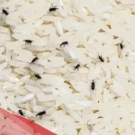 سوس الدقيق منتشر بالبيت طريقة التخلص منه نهائيا