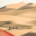 القميزي وش يرجعون .. شجرة عائلة القميزي