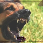 هاجم الجميع.. كلب ينقض على 12 شخص في مصر ويزرع الرعب في المواطنين