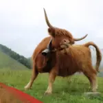 تفسير حلم الثور في المنام لابن سيرين