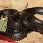 تفسير حلم الثعبان الأسود في البيت لابن سيرين والنابلسي