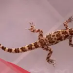 تفسير حلم قتل الوزغ في المنام لابن سيرين