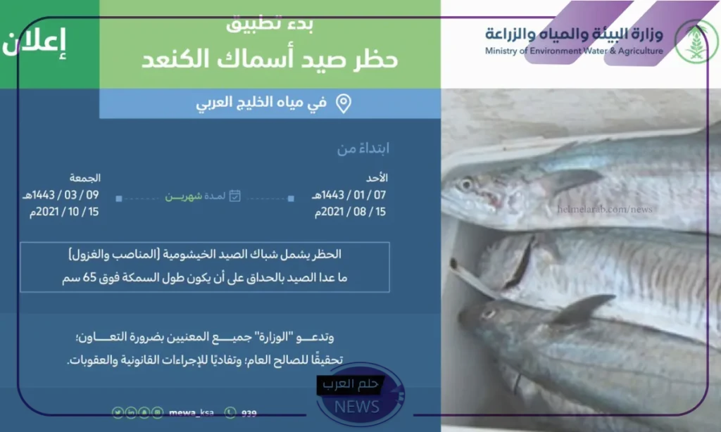 بدءً من الخميس.. حظر صيد سمك الكنعد في السواحل الشرقية بدءً من الخميس.. حظر صيد سمك الكنعد في السواحل الشرقية