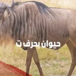 حيوان بحرف التاء غير التمساح