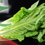 اسم نبات بحرف خ وأشهر 10 نباتات بحرف الخاء