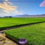 لتطوير مجال الزراعة.. مصر تنفذ التجربة الأولى لزراعة الأرز الموفر للماء