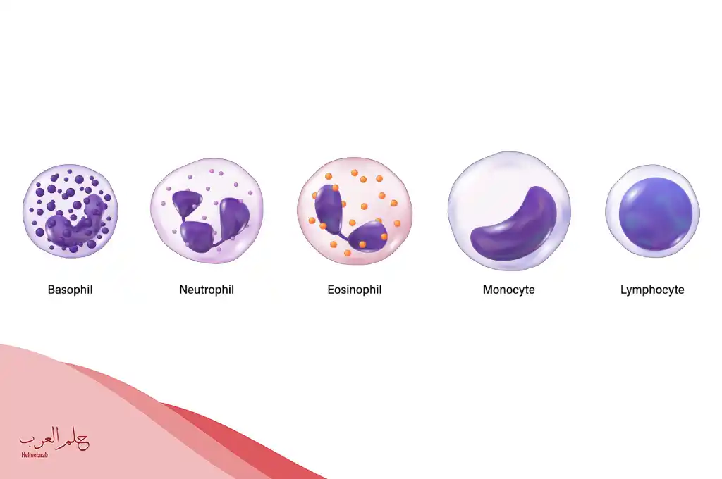 ماذا يعني ارتفاع neutrophils انخفاض lymphocytes في الدم