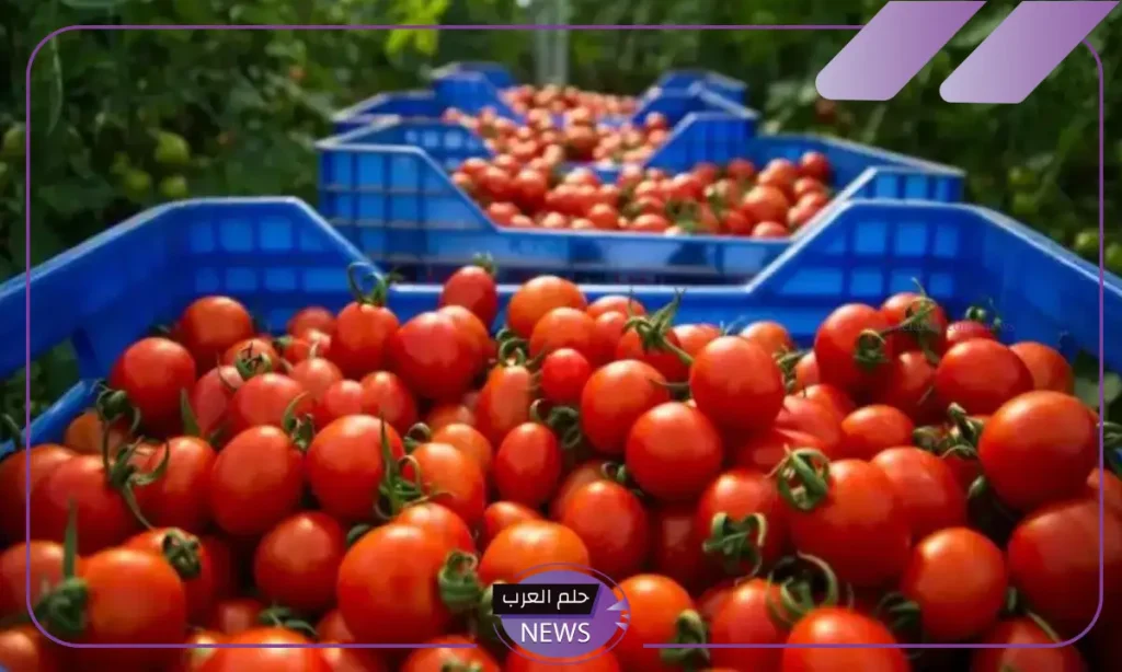 شعبة الخضروات.. انخفاض وتراجع في أسعار الطماطم داخل مصر شعبة الخضروات.. انخفاض وتراجع في أسعار الطماطم داخل مصر