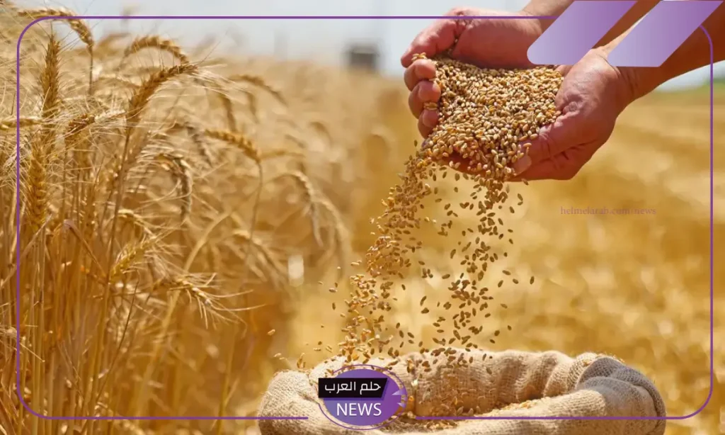 بسبب الأحوال الجوية والطقس.. تراجع إنتاج القمح على مستوى العالم بسبب الأحوال الجوية والطقس.. تراجع إنتاج القمح على مستوى العالم
