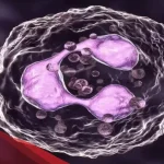 ماذا يعني ارتفاع neutrophils انخفاض lymphocytes في الدم