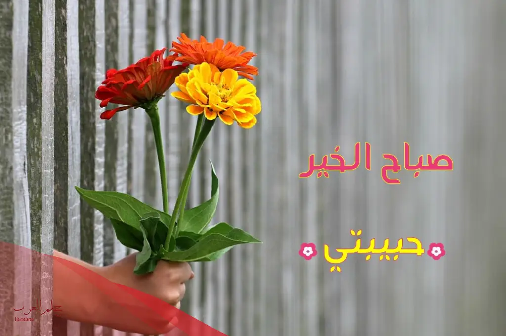 صباح الحب يا روحي.. أجمل عبارات صباحية صباح الحب يا روحي.. أجمل عبارات صباحية