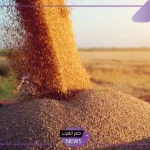 بسبب الأحوال الجوية والطقس.. تراجع إنتاج القمح على مستوى العالم