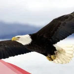 الفرق بين النسر والعقاب بالصور
