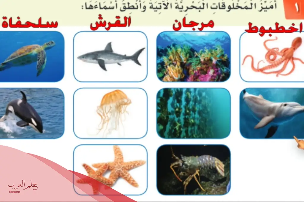 مطوية لغتي ثالث ابتدائي الفصل الاول مطوية لغتي ثالث ابتدائي الفصل الاول