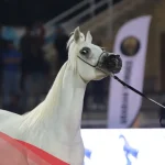 اسماء خيول اناث.. أبرز أسماء الخيول العربية الأصيلة
