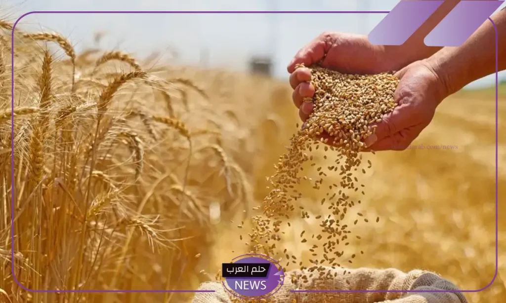 الزراعة.. تحذيرات هامة من زراعة أنواع معينة من القمح في مصر الزراعة.. تحذيرات هامة من زراعة أنواع معينة من القمح في مصر