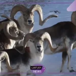 بتكلفة 13 ألف دولار.. استنساخ أغنام ماركو بولو في الولايات المتحدة تثير جدل كبير
