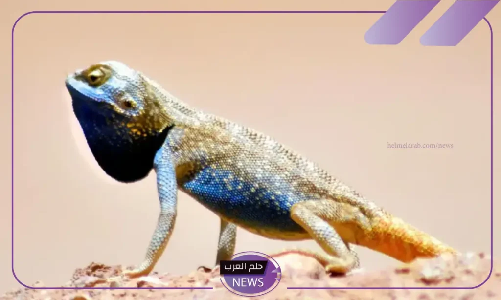بالتفصيل.. الوصول إلى نوع نادر من الزواحف في صحاري منطقة الحدود الشمالية بالتفصيل.. الوصول إلى نوع نادر من الزواحف في صحاري منطقة الحدود الشمالية