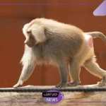 لا نستطيع مكافحتهم.. قرود تهاجم المنازل وتوقف المزارعين في الطرق