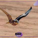 بصفقات 6 ملايين ريال.. انتهاء فعاليات مزاد نادي الصقور بعد 45 يوم