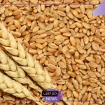 الزراعة.. تحذيرات هامة من زراعة أنواع معينة من القمح في مصر