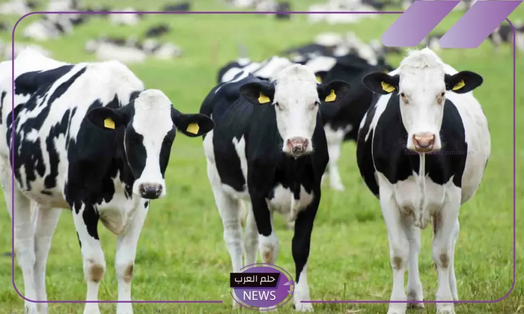 في هذا التوقيت.. موعد صرف دعم المواشي للفلاحين في السعودية