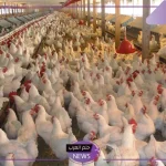 قبل أن تربيها.. أهم الشروط اللازمة لتربية الدواجن في المنازل