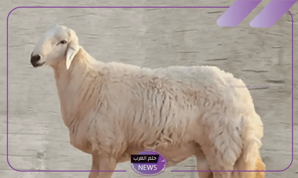 بعد النجاح الهائل.. توسع خدمات تطبيق ذبايح ستيشن في الرياض بعد جدة