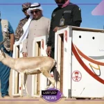 شاهد.. إطلاق أكثر من 80 كائن فطري مهدد بالانقراض في محمية الأمير محمد بن سلمان