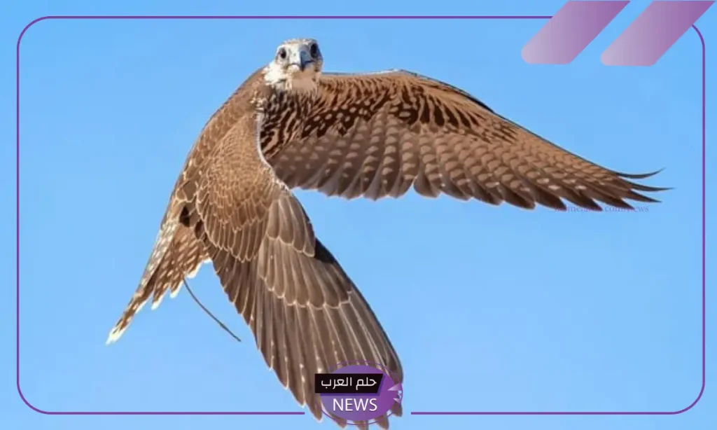 بصفقات 6 ملايين ريال.. انتهاء فعاليات مزاد نادي الصقور بعد 45 يوم