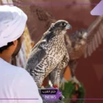 بقيمة 36 مليون ريال.. أرقام قياسية بمهرجان الملك عبد العزيز للصقور 2024