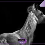 بعد الحصول عليها.. تعرف على سبب فوز سعودية بجائزة حمدان بن محمد الدولية للتصوير