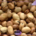 خبراء.. هذا ما يحدث للجسم على إثر تناول الفول يوميًا