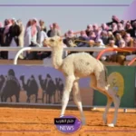 بشكل رسمي.. بدء انطلاق أشواط الهجيج الأولى بأحدث التقنيات بمهرجان الملك عبد العزيز للإبل